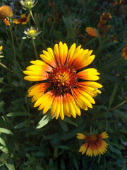 Gaillardia Blossom with Insects, San Pedro, CA