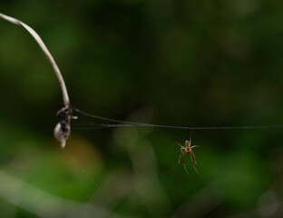 Forest spider on a cobweb  - Autumn