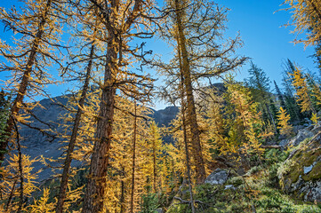 Back Lit Subalpine or Lyall Larch Trees (Larix lyallii) at Lake O’Hara in Yoho National Park