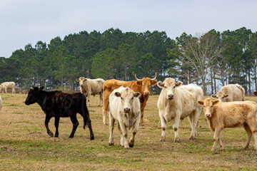 cows on a farm