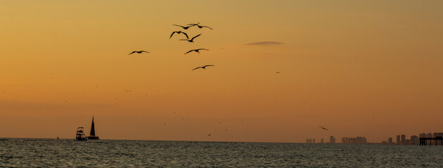 birds on the beach