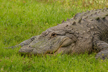 alligator in the everglades