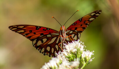 Fototapeta premium butterfly on a flower