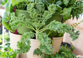 Beautiful green kale growing in a pot. Healthy green plant harvest.
