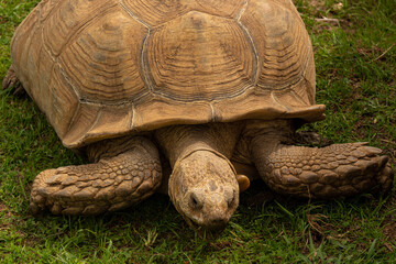 Fototapeta premium turtle on the grass