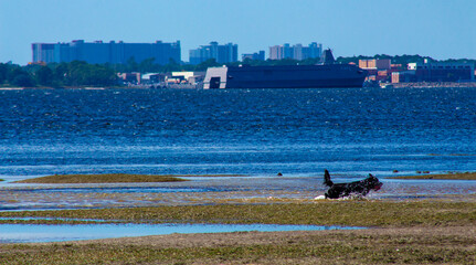 Naklejka premium ducks on the lake