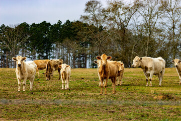 Obraz premium cows in the field