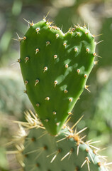Herzf&ouml;rmiges Opuntien-Blatt
