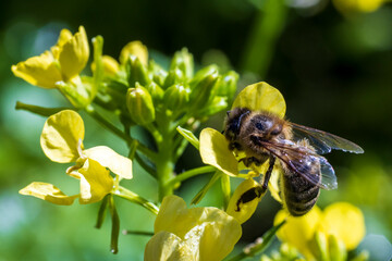 A bee on a yellow mustard flower collects nectar and pollen