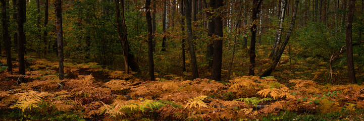 widescreen panoramic view of the autumn forest with bright brown-orange ferns. woodland landscape