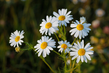 Medicinal plant chamomile blooms in the meadow, close-up view