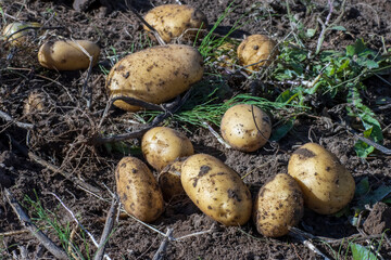 Potato lies on the ground, top view