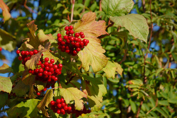 Viburnum berries on a branch, autumn landscape