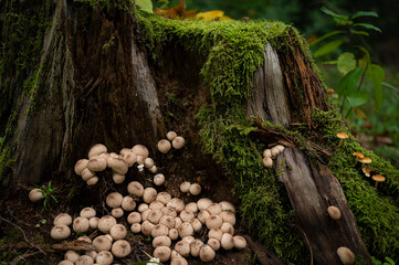 Ecosystem -Tree trunk overgrown with moss next to mushrooms - forest in autumn 