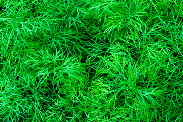 Growing green dill close-up, top view