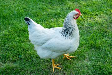 White chicken on green grass close-up