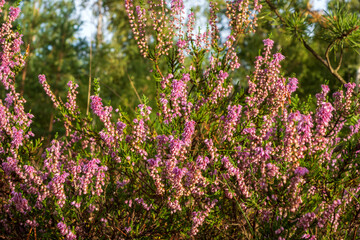 Heather blossoms in the forest, natural backdrop for relaxation and recreation. Used in herbal...