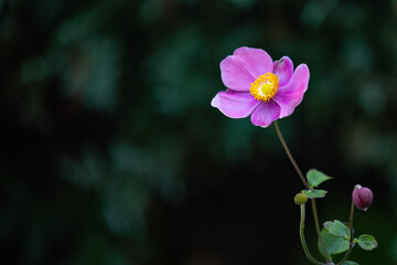 Grape Leaf Windflower (Anemone, Eriocapitella Vitifolia) In Bloom,  Native In the Himalayas. Pink Flower With Green and Black Bokeh Background.
