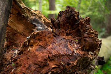 Ecosystem - Fallen tree - trunk from the inside with overgrown moss and mushrooms and leaves next to it - Forest in autumn
