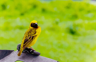 Africa, Tanzania, Ngorongoro Crater. Speke's weaver bird close-up looking at camera. small bright yellow bird with black wings and a black neck