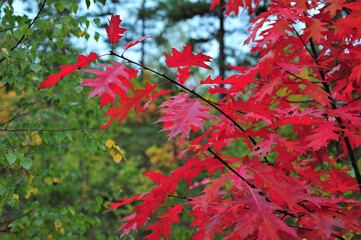 Red oak tree branch with red leaves on a green background in autumn