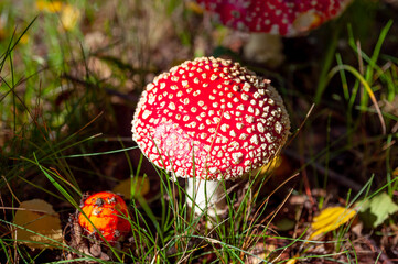 Agaric Mushroom (Amanita, Muscaria) in the Forest