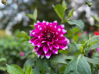 Dahlia (Dahlia x Cultorum Thorsrud & Reisaeter) is a genus of perennial herbaceous plants of the Asteraceae family with tuberous roots and large flowers of bright color