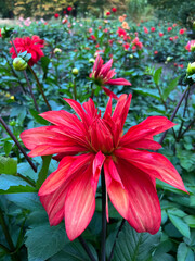 Dahlia (Dahlia x Cultorum Thorsrud & Reisaeter) is a genus of perennial herbaceous plants of the Asteraceae family with tuberous roots and large flowers of bright color