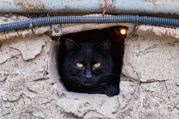Black cat looking from the hole of basement