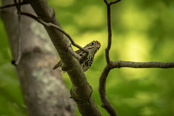 Naklejka na ściany i meble Ovenbird perched on a tree branch