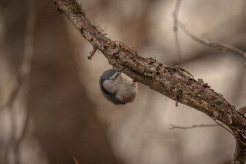 Obraz premium White-breasted Nuthatch looking for grubs