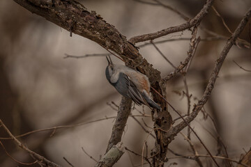 White-breasted Nuthatch looking for grubs