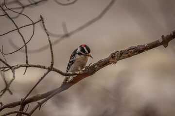 Downy Woodpecker looking for grubs in a dead tree