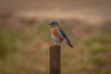 Male Bluebird perched on a post
