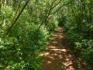 Obraz premium Dirty road in the forest