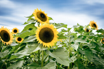 Sunflower field with blue sky and clouds. Summer nature background. Beautiful giant sunflower in...