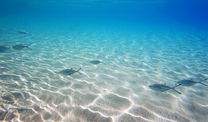 Fototapeta na wymiar Underwater photo of Silverfish - Trachinotus ovatus 