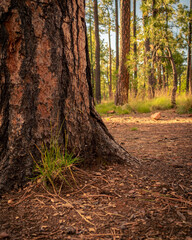 Tree trunk in the forest