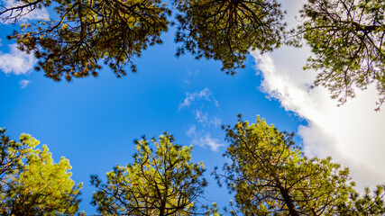 Looking up at the sky and trees