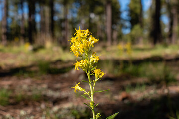 Yellow flowers in the forest