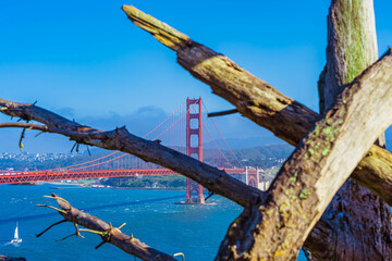 Fototapeta na wymiar Tree and the Golden Gate Bridge