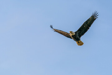 bald eagle in flight