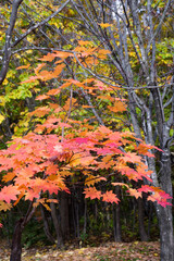 秋の公園のオレンジ色のハウチワカエデ

