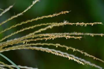 ススキの花・穂