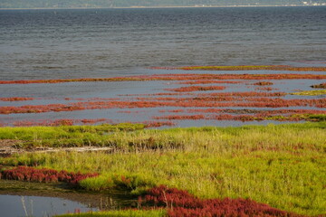 能取湖の湖畔と真っ赤なサンゴ草