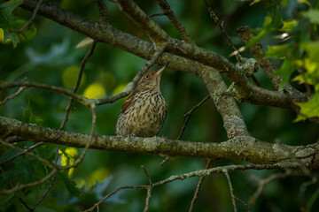 Brown Thrasher perched on a tree branch