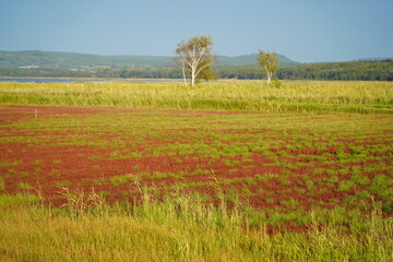 能取湖の色鮮やかなサンゴ草と快晴の空