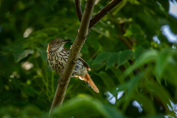 Brown Thrasher perched on a tree branch