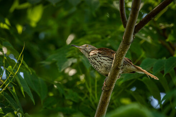Brown Thrasher perched on a tree branch