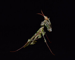Idolomantis diabolica, Devils Flower Mantis on a black background